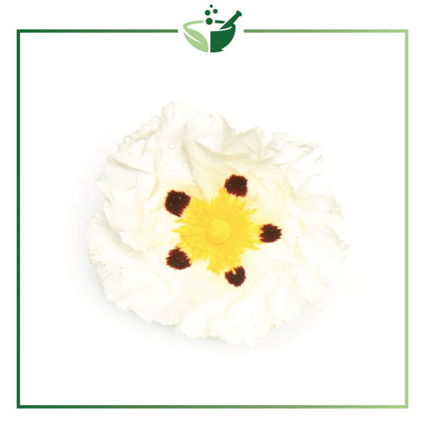 Labdanum Essential Oil-01